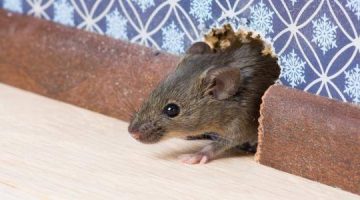 بدون مواد كيميائية… طريقة عبقرية لطرد الفئران من المنزل نهائياً وبلا عودة