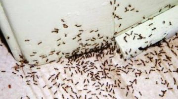بدون مواد كيميائية.. طريقة مذهلة وفعالة 100% للتخلص من “النمل والناموس والصراصير “ بشكل نهائي