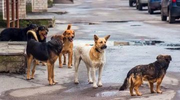 بعدة كدة هيدفعوا غرامة …بلدة بيزييه في جنوب فرنسا تنهد قرار هام بتغريم أصحاب الكلاب غير النظيفة