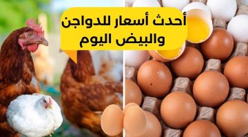 “مفاجأة في سعر كرتونة البيض “..أسعار الفراخ والبيض اليوم الاثنين 28 أغسطس في الأسواق