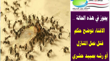 الإفتاء تحسم الجدل.. وتوضح حكم قتل نمل المنازل أو رشه بمبيد حشري