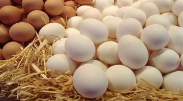 «الفراخ بتبيض دهب»… أسعار البيض اليوم الأربعاء 4 أكتوبر 2023 تشهد ارتفاع سعر البيضة في المحلات التجارية… وخبير يحذر: هيوصل سعرها لـ10 جنيه!!!!