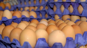 “مفاجأة جديدة في أسعار البيض”.. رئيس منتجي الدواجن يزف بشرى سارة للمواطنين