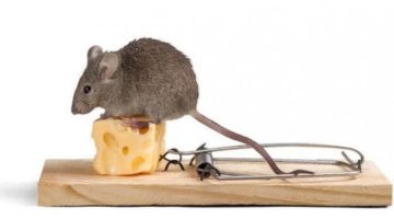 وداعاً للفئران وبدون مصيدة .. طريقة فعالة ومجربة تخلصك نهائيا من فئران المنزل تعرف عليها “!