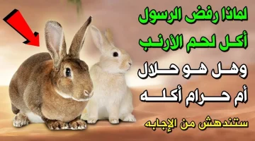 هتتصدم لما تعرف السبب .. لماذا نبينا محمد عليه الصلاة والسلام لا يأكل لحم الأرنب ؟؟ وأيضًا لا يأكل لحم الضب ؟؟!