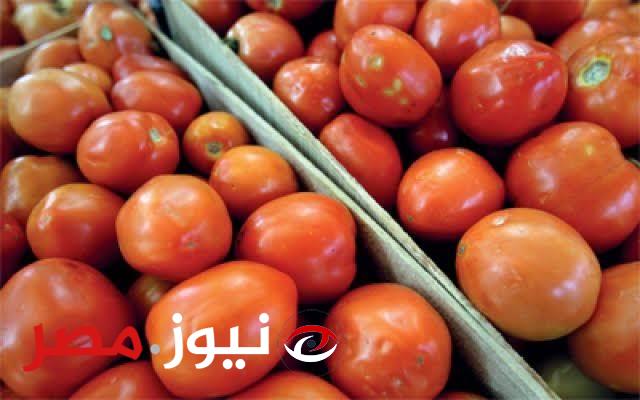 انتبه قبل فوات الآوان!! .. وزاره الزراعة تحذر من شراء هذا النوع من الطماطم تسبب في وفاة عائلة كاملة..