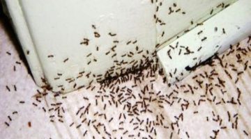 بدون مبيدات ضارة.. تخلص من النمل نهائيا بمكون في مطبخك وبدون استخدام أي مواد مكلفة 
