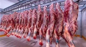 نص الكيلو بـ 150 | طرح اللحوم البلدي بمنافذ وزارة الزراعة في رمضان بتخفيض هايل
