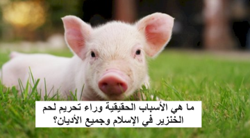 هتتصدم لما تعرف السبب الحقيقي!! ما هي الأسباب الحقيقية وراء تحريم لحم الخنزير في الإسلام وجميع الأديان؟