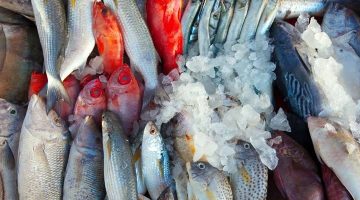 سم قاتل .. 4 أنواع من ” السمك ” يتناولها الجميع وهي خطيرة للغاية وسامة .. ابتعد عنها حالا
