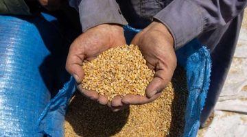 تحذير عاجل من «التموين» لأصحاب مصانع الأعلاف بشأن القمح
