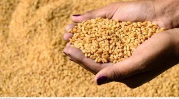 القمح هيبقى برخص التراب!!… خبر من الحكومة المصرية بشأن السعر الحقيقي لأردب القمح في السوق بحماية الامن الغذائي!