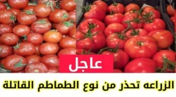 احذر من شراء هذا النوع من الطماطم حتى لو كانت مجانية!! وزارة الصحة تحذر من شراء نوع من الطماطم منتشر في الأسواق