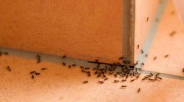 “مفيش نمل في بيتك بعد النهاردة” .. تخلصي من النمل نهائيًا داخل منزلك بطرق جهنمية