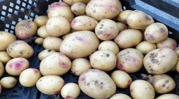 “خلي بالك قبل ما تاكلها”.. هل البقع البنفسجية التي تظهر على حبات البطاطس سامة؟