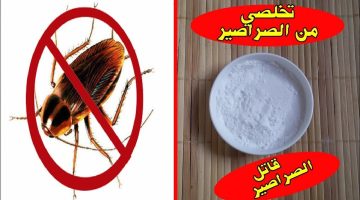 مش هتلمحي صرصار في البيت تاني .. وصفة سحرية للتخلص من الحشرات المنزلية في لمح البصر !!