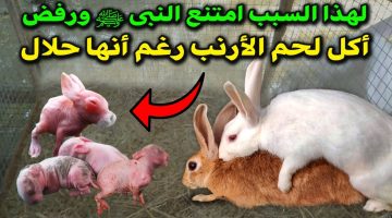 هتندهش من هذه الحقيقة.. لماذا لم يأكل النبي محمد صلى الله عليه وسلم لحم الأرنب ولا لحم الضب؟!