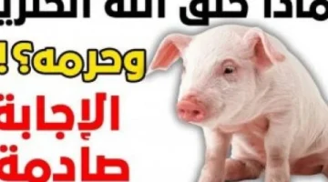 «كارثة بكل المقاييس »أسباب تحريم لحم الخنزير علي المسلمين.. ادخل شوف ليه حرام!!