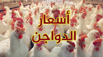 الفرخة بكام حالًا؟.. أسعار الدواجن وكراتين البيض اليوم الثلاثاء 16 أبريل في الأسواق