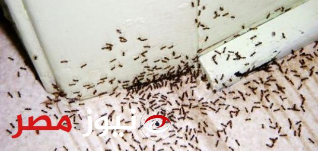 ما هي طرق القضاء على النمل بالمنزل 