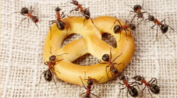 وداعًا لحشرات الصيف.. وصفة طبيعية للتخلص من النمل والحشرات الزاحفة بمكونات منزلية فعالة