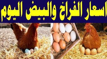 شوف الفراخ بكام انهارده.. أسعار الدواجن وكرتونة البيض اليوم الخميس 18 أبريل 2024 بالأسواق