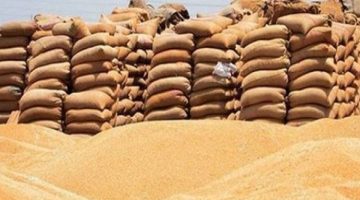 بعد بداية موسم توريد الذهب الأصفر.. وزارة التموين تتعاقد على شراء كميات جديدة من القمح الأوكراني