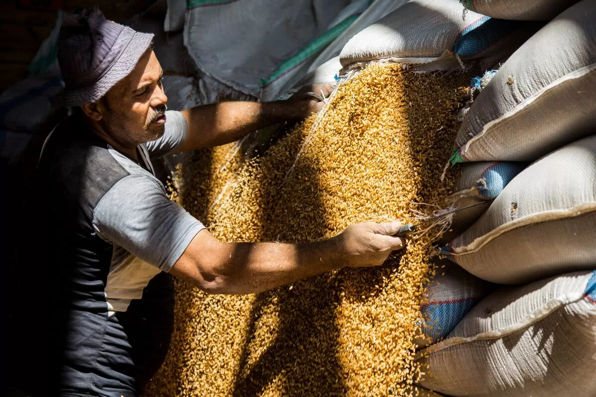 وزارة التموين تتعاقد على شراء كميات جديدة من القمح الأوكراني